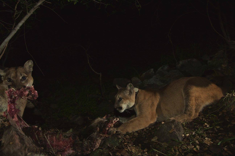 Illustration for article titled Oh Hai! Amazing Photos Capture LA's Newest Baby Mountain Lions